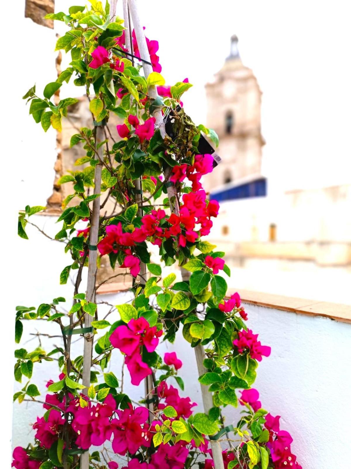 Apartamentos Terrazas De San Juan مالقة المظهر الخارجي الصورة